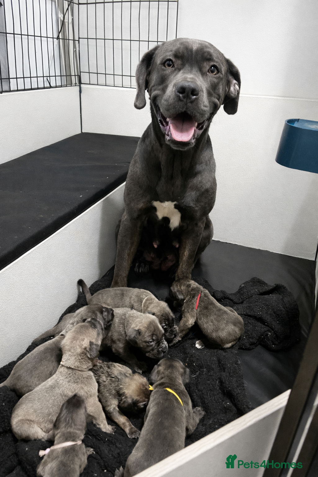 Cane Corso dogs 10 Adorable Cane Corso Puppies  in Wigan - Advert 1