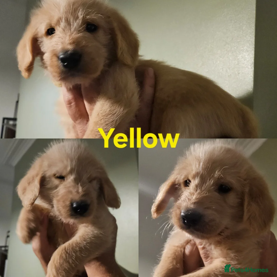 Australian Labradoodle dogs for sale: 🐾 7 Gorgeous Australian Labradoodle  - Advert 21