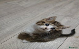Mixed Breed cats for sale: Beautiful hand reared kittens  - Image 4