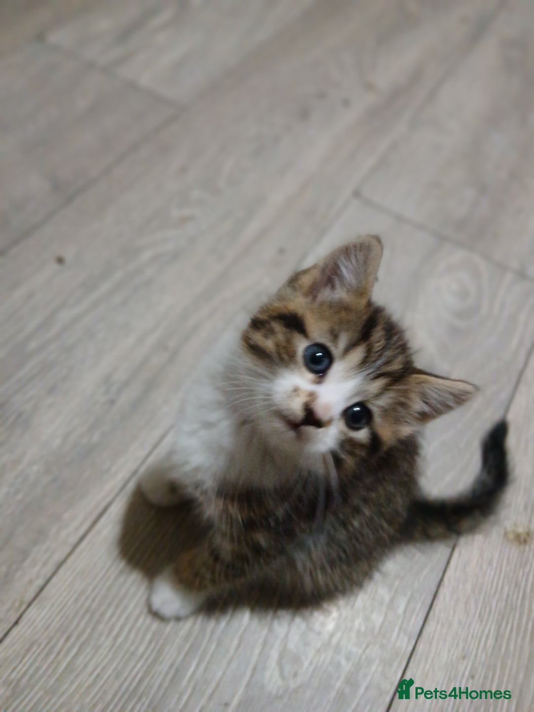 Mixed Breed cats for sale: Beautiful hand reared kittens  - Image 4