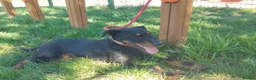 Jagdterrier dogs for adoption: Gorgeous young terrier in Matlock - Advert 6