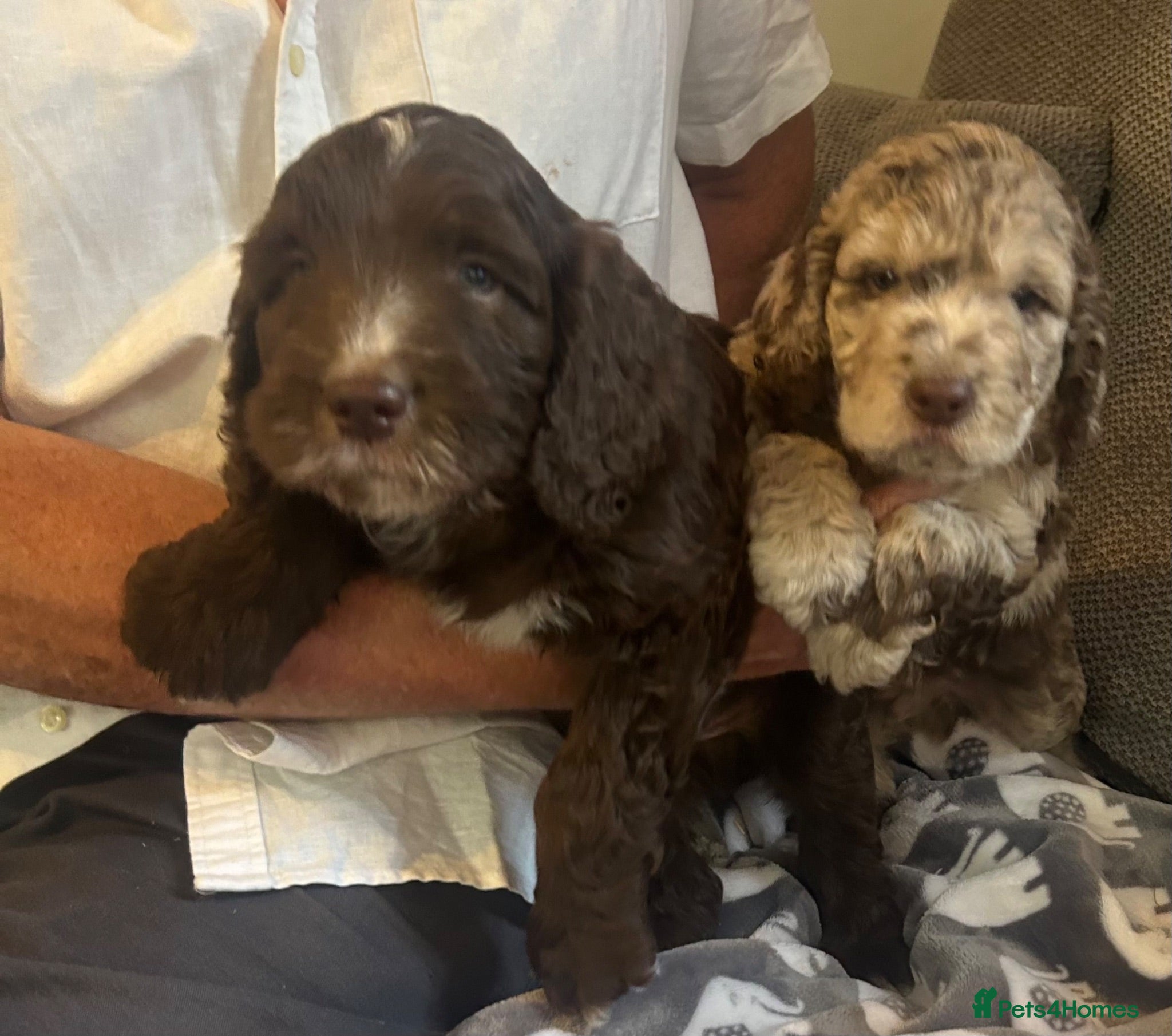 Cockapoo dogs Stunning cockapoo boys- 1 Merle 1 chocolate - Advert 1