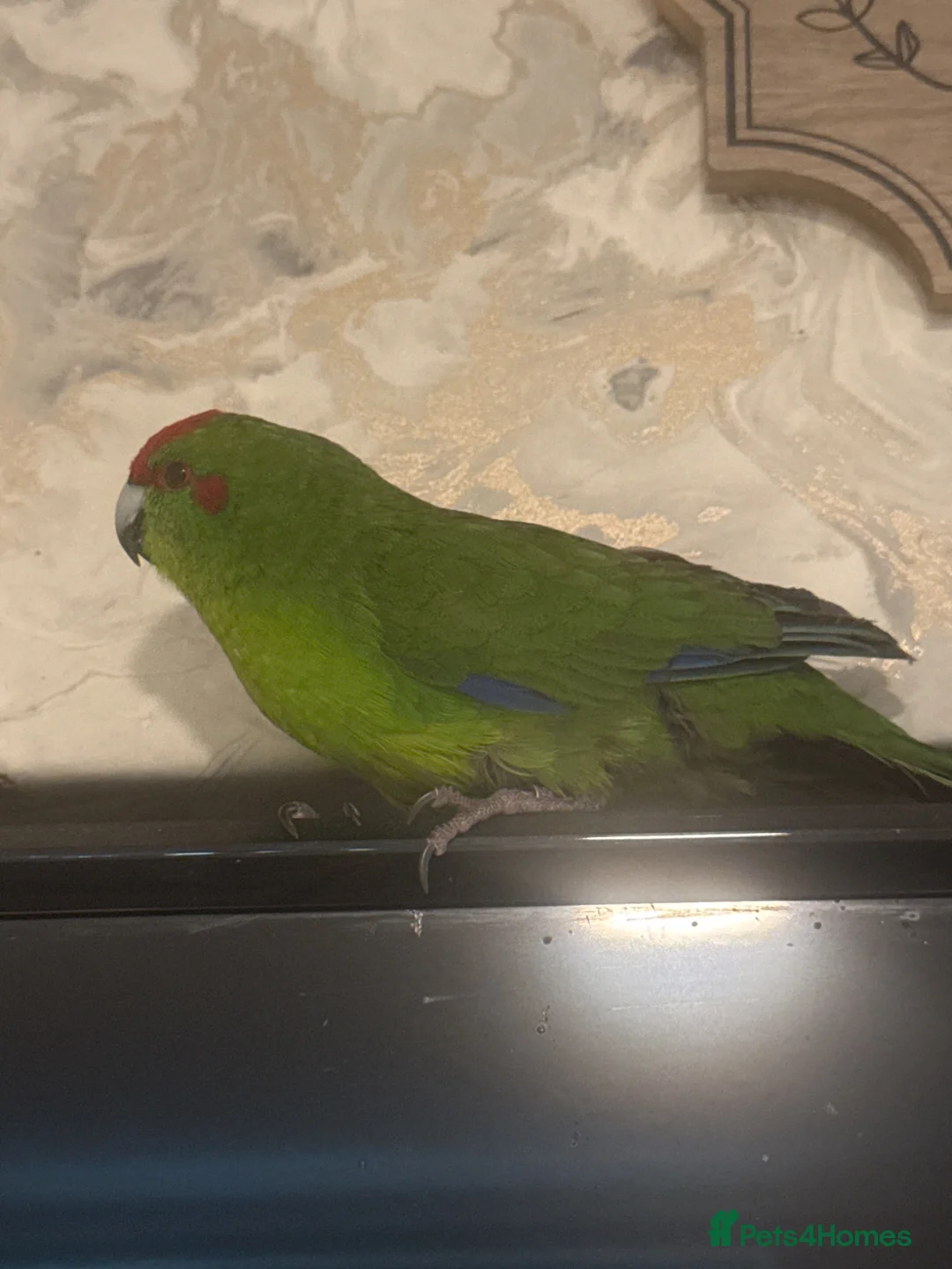 Parakeets birds for sale: Parakeet bird  - Advert 1