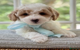 Mixed Breed dogs for sale: Teddy bear puppies - Image 26