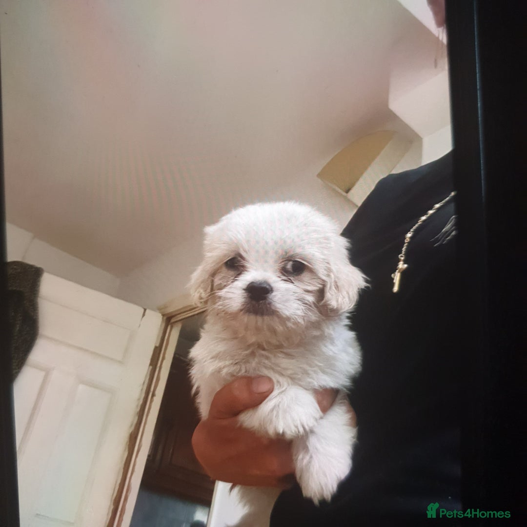 Maltese dogs for sale: Maltese - Image 4