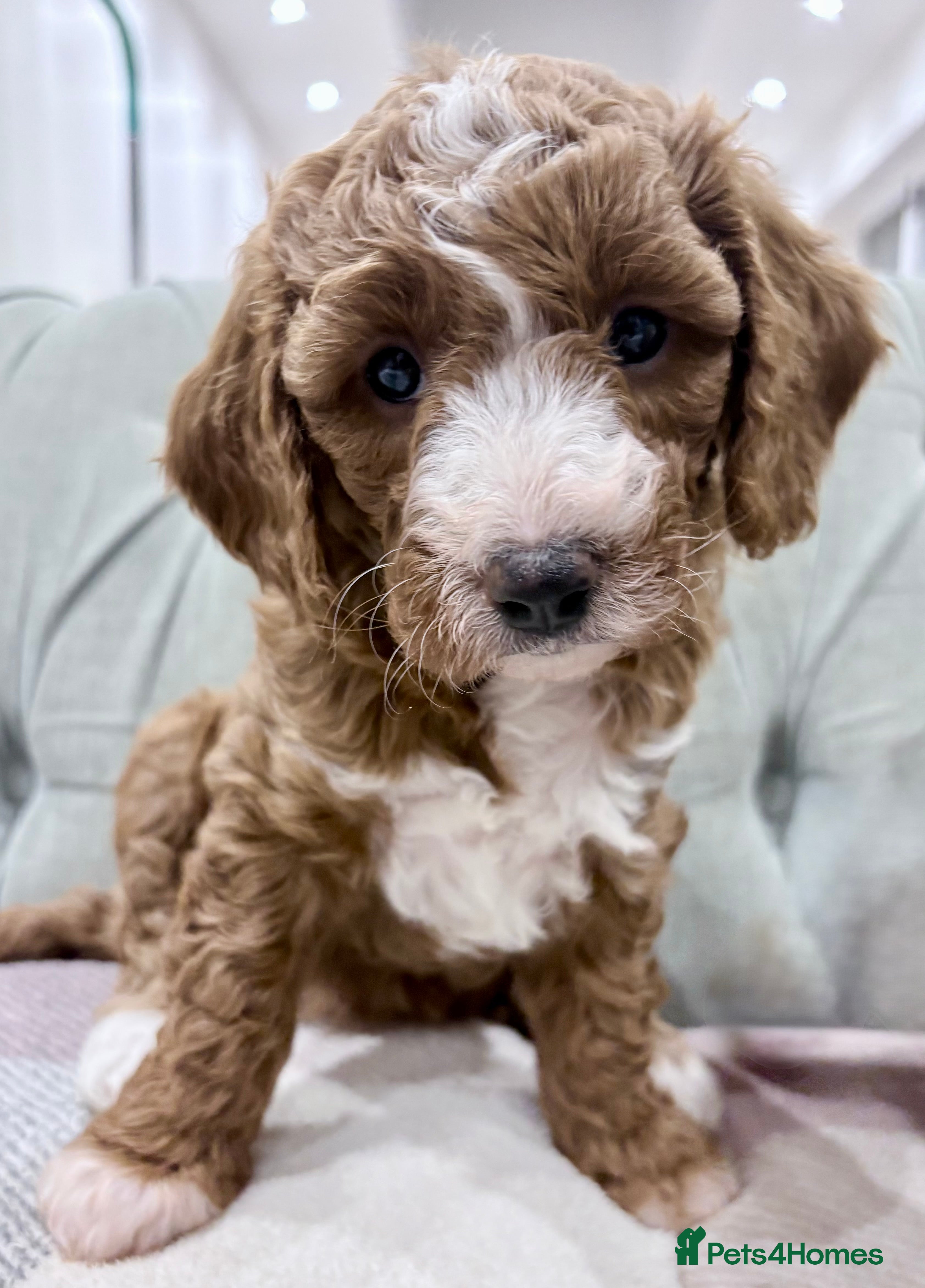 Cavapoo dogs Exceptional Fox Red F1b Cavapoo Girl - Advert 1