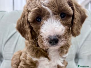 Cavapoo dogs Exceptional Fox Red F1b Cavapoo Girl - Advert 1