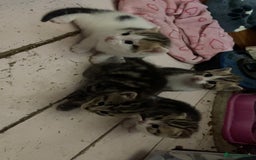 British Shorthair cats for sale: 4 tabby kittens  - Image 4