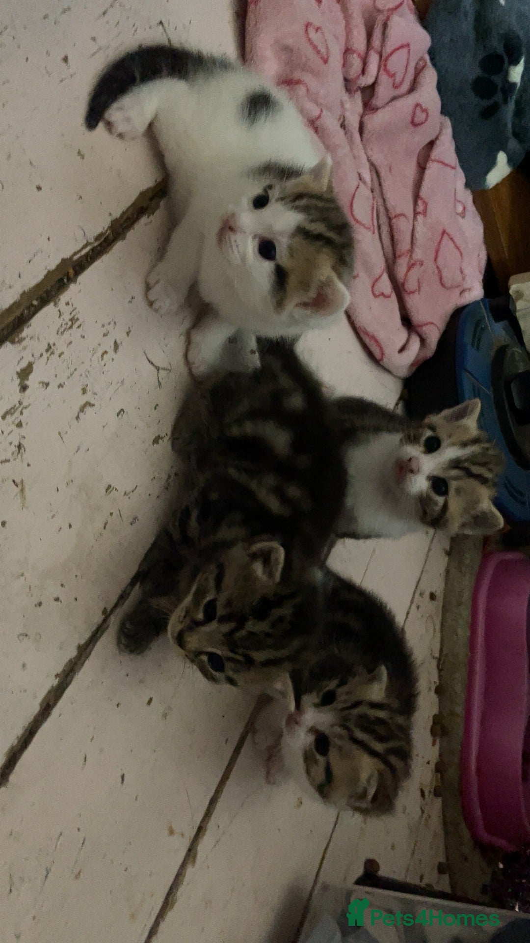 British Shorthair cats for sale: 4 tabby kittens  - Image 4