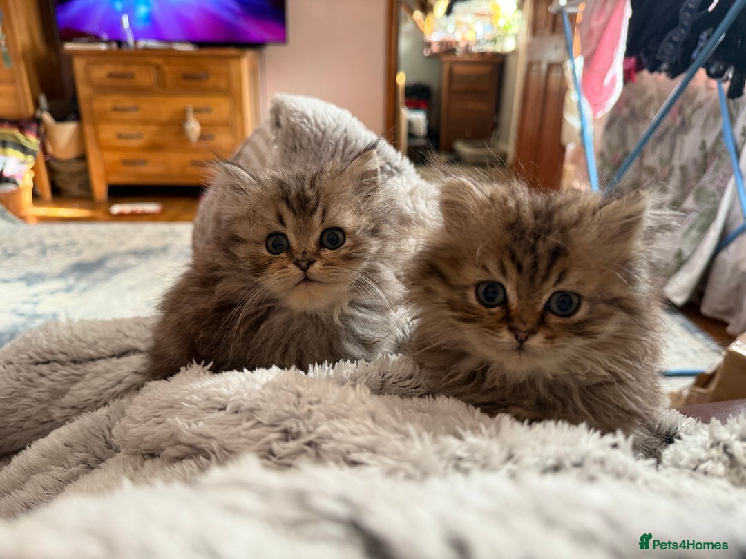 Persian cats for sale: Persian Colorpoint Seal Tabby Point kittens - Image 4