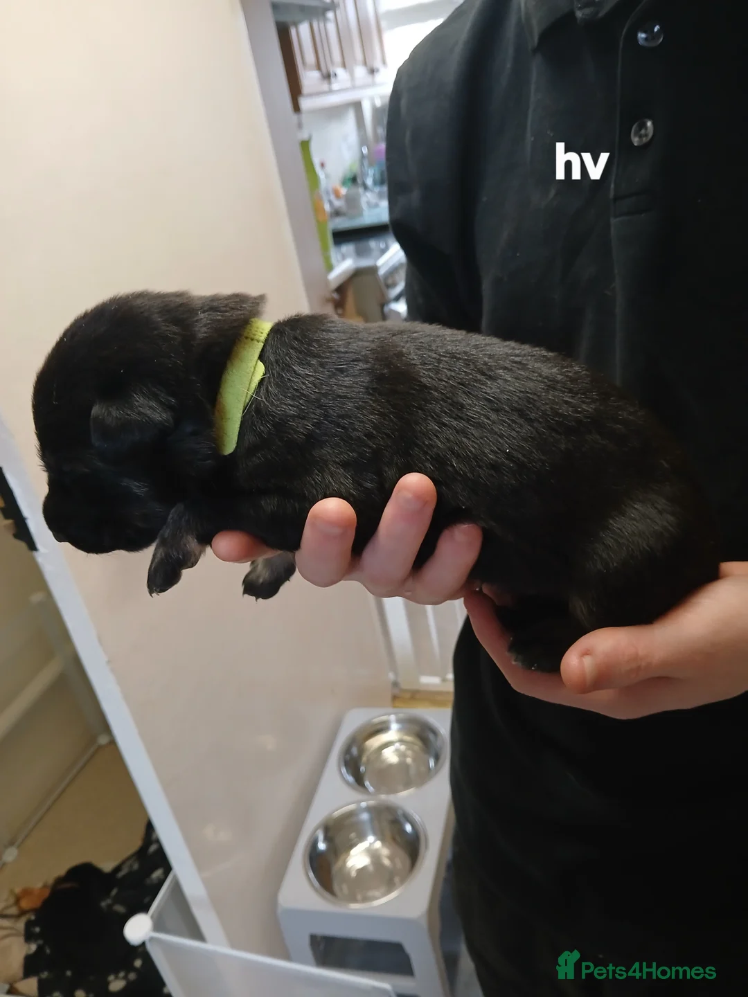 German Shepherd dogs for sale: German shepards  - Advert 21