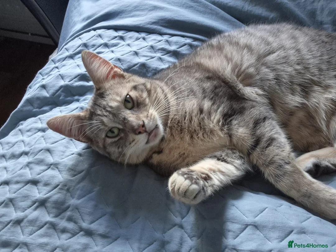 Savannah cats for sale: Beautiful Bonded Savannahs – Loving Home Needed in Walsall - Advert 2