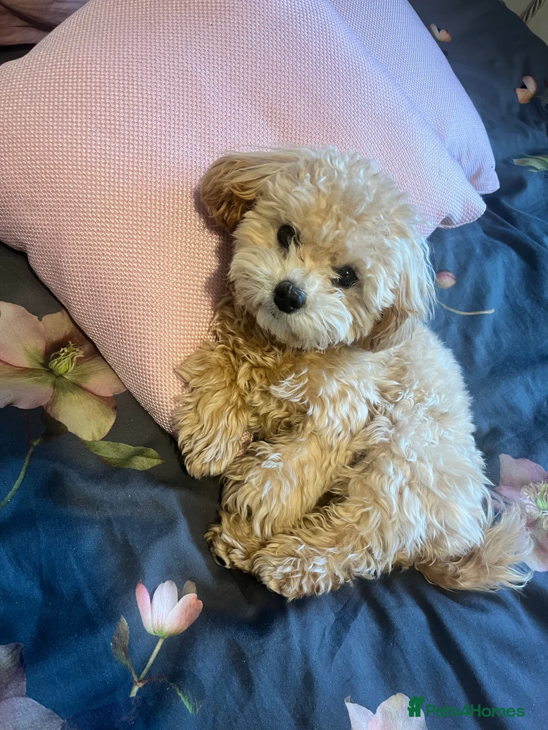 Maltipoo dogs for stud: Maltipoo STUD   in Luton - Advert 3