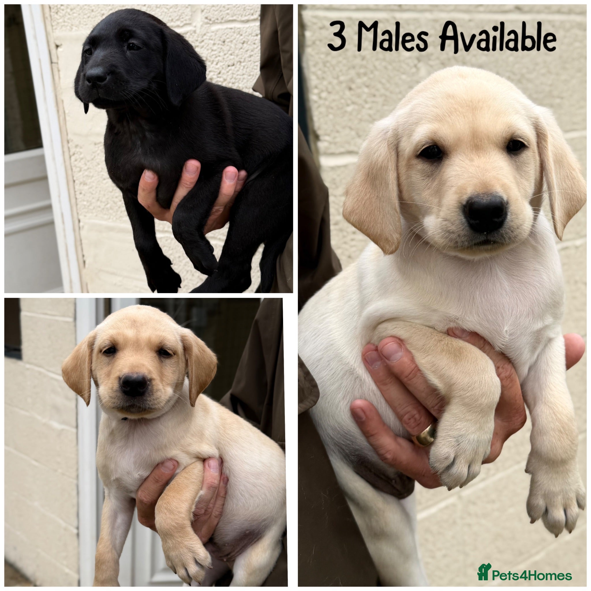 Labrador Retriever dogs 3 male KC parents health tested from a FTCH WINNER - Advert 6