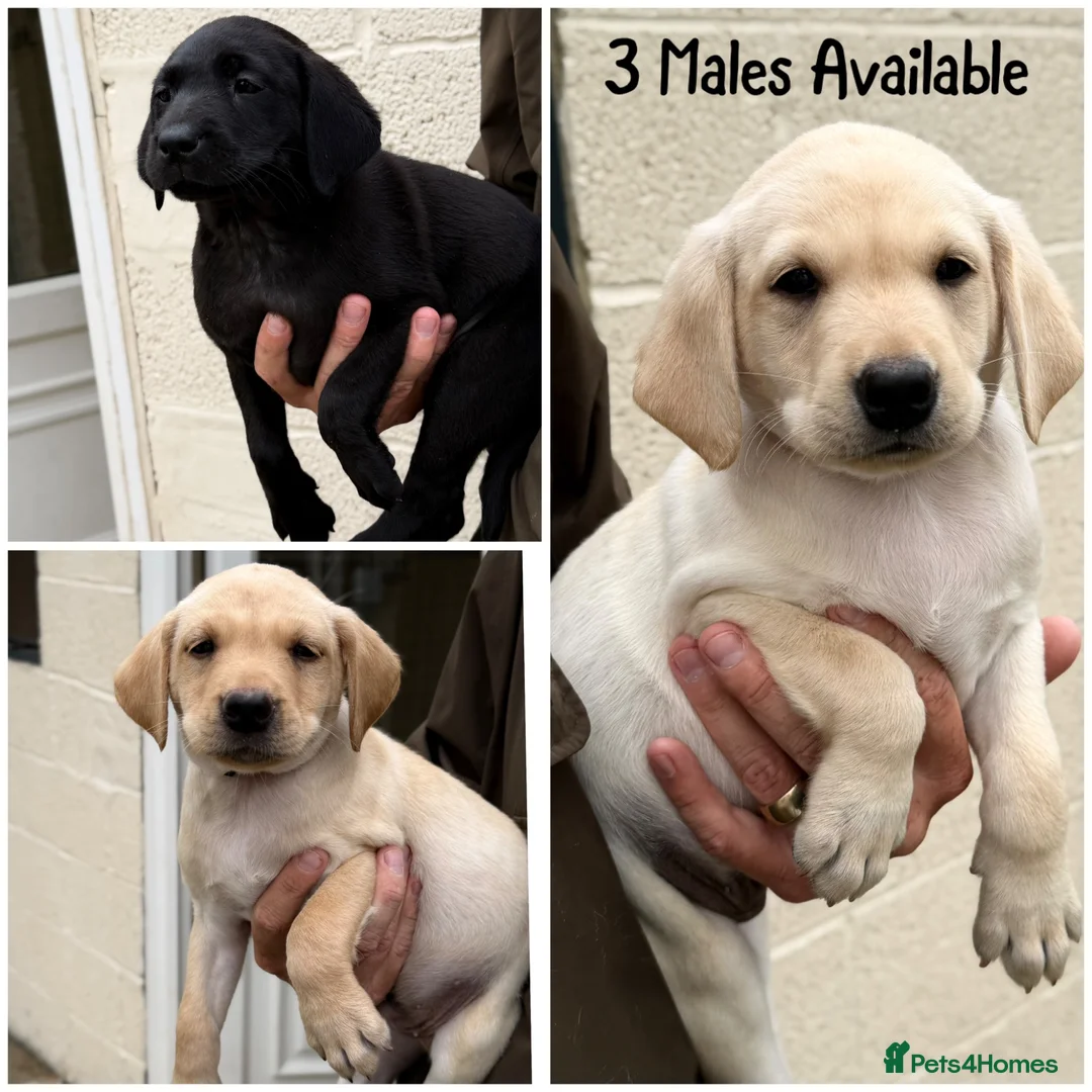 Labrador Retriever dogs for sale: 3 male KC parents health tested from a FTCH WINNER - Advert 1