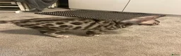 Bengal cats for sale: 🐾 BEAUTIFUL TICA REGISTERED BENGAL  – READY NOW  - Advert 9