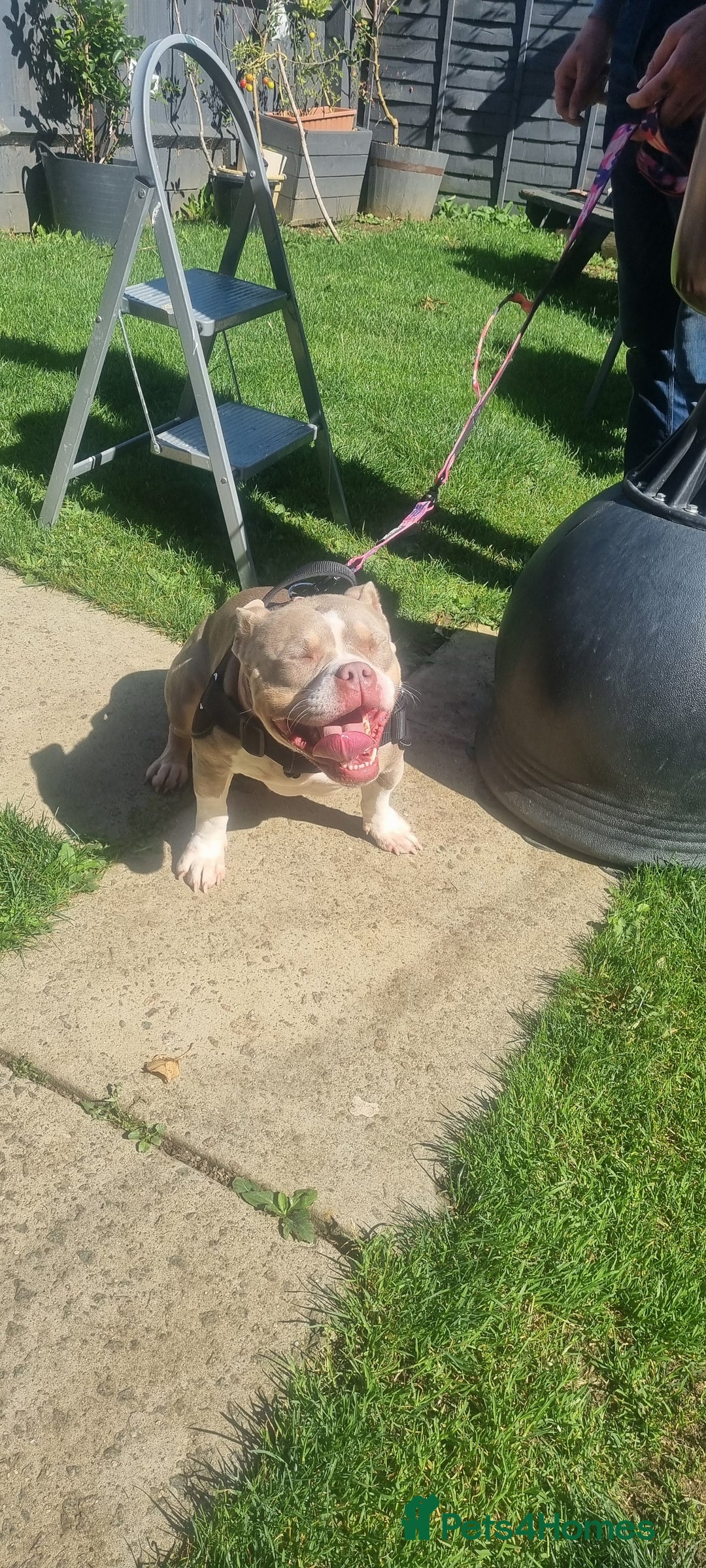 American Bully dogs for sale: Pocket bully female in Milton Keynes - Image 3