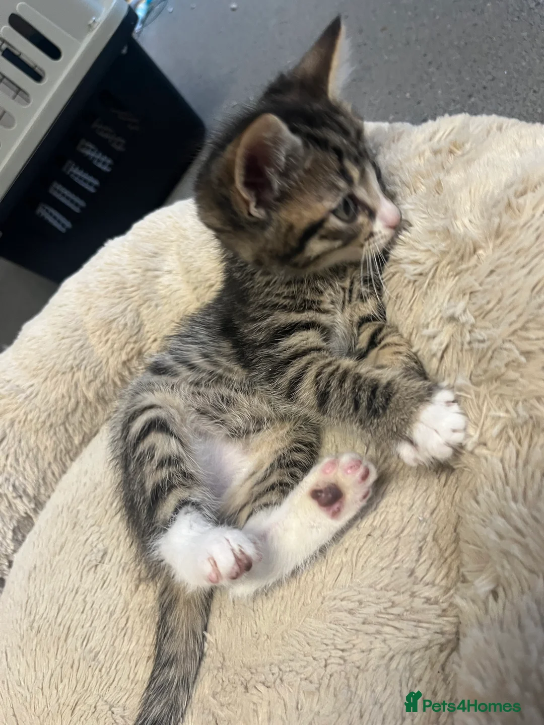 Mixed Breed cats for sale: Stunning 7 week old Mixed Breed Male Tabby Kittens - Advert 3