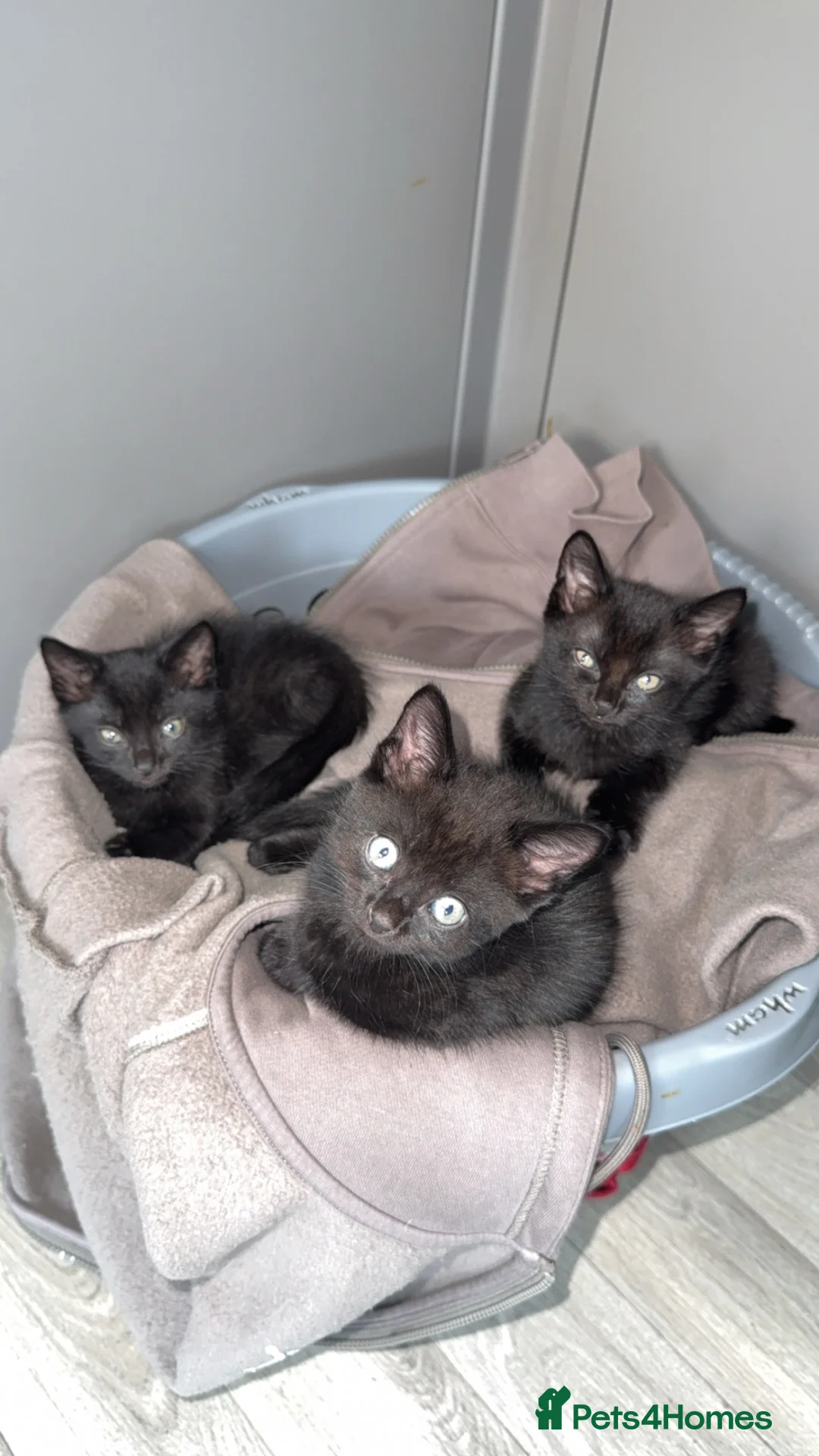 Mixed Breed cats for sale: Siamese X Longhaired Tabbys - Advert 2
