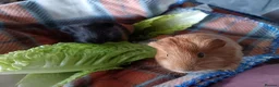 Guinea Pig rodents for sale: Two female guinea pigs  - Advert 4