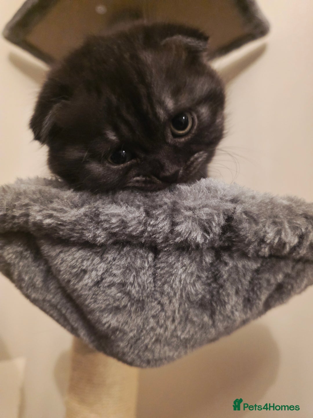 Scottish Fold cats for sale: Scottish fold ears female - Advert 6