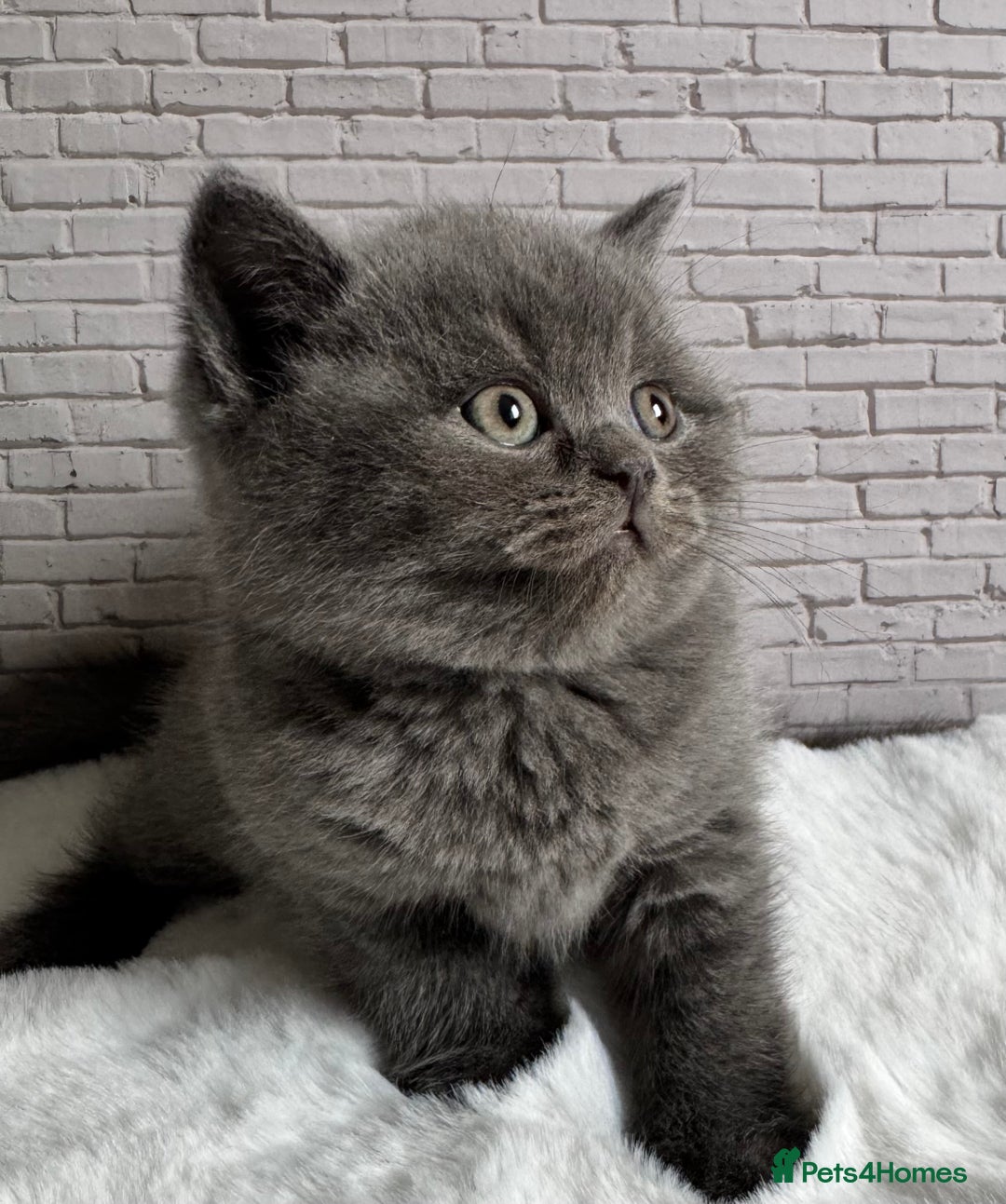British Shorthair cats for sale: British Shorthair Kittens - Advert 3