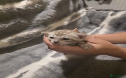 Bengal cats for sale: Rare Bengal babies - Image 25
