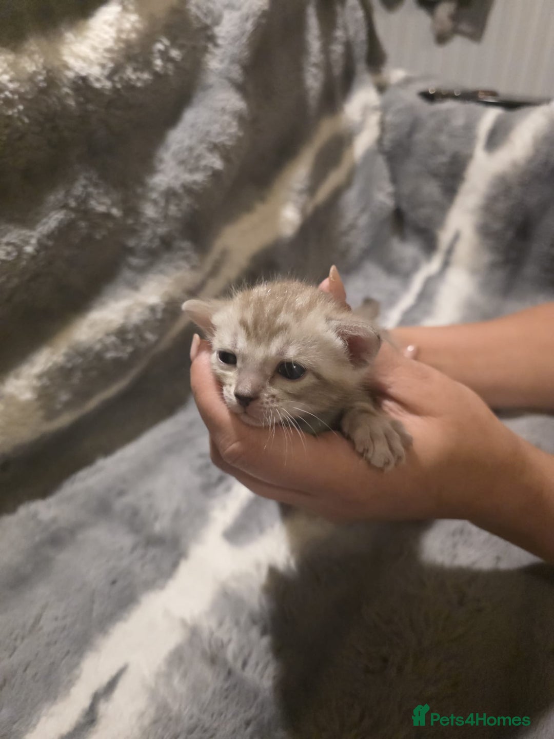 Bengal cats for sale: Rare Bengal babies - Image 25