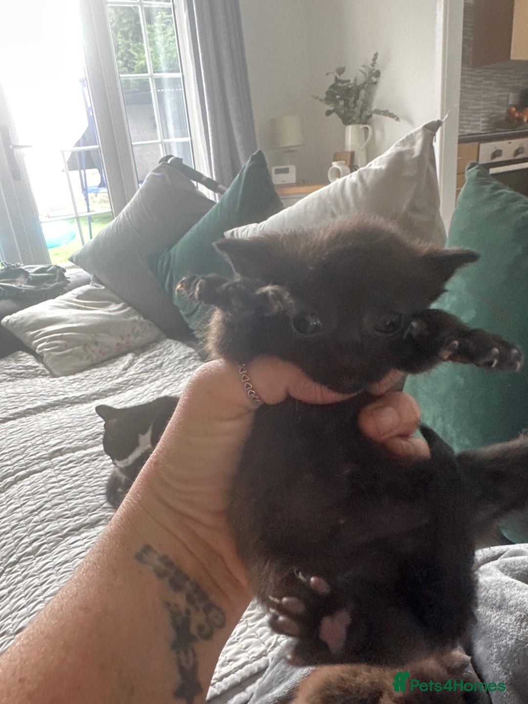 Sphynx cats for sale: Sphynx cross kittens  - Image 4
