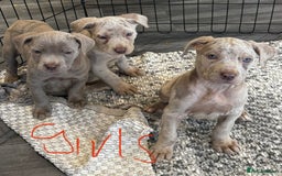 Cane Corso dogs for sale: Cane corso pups  - Image 10