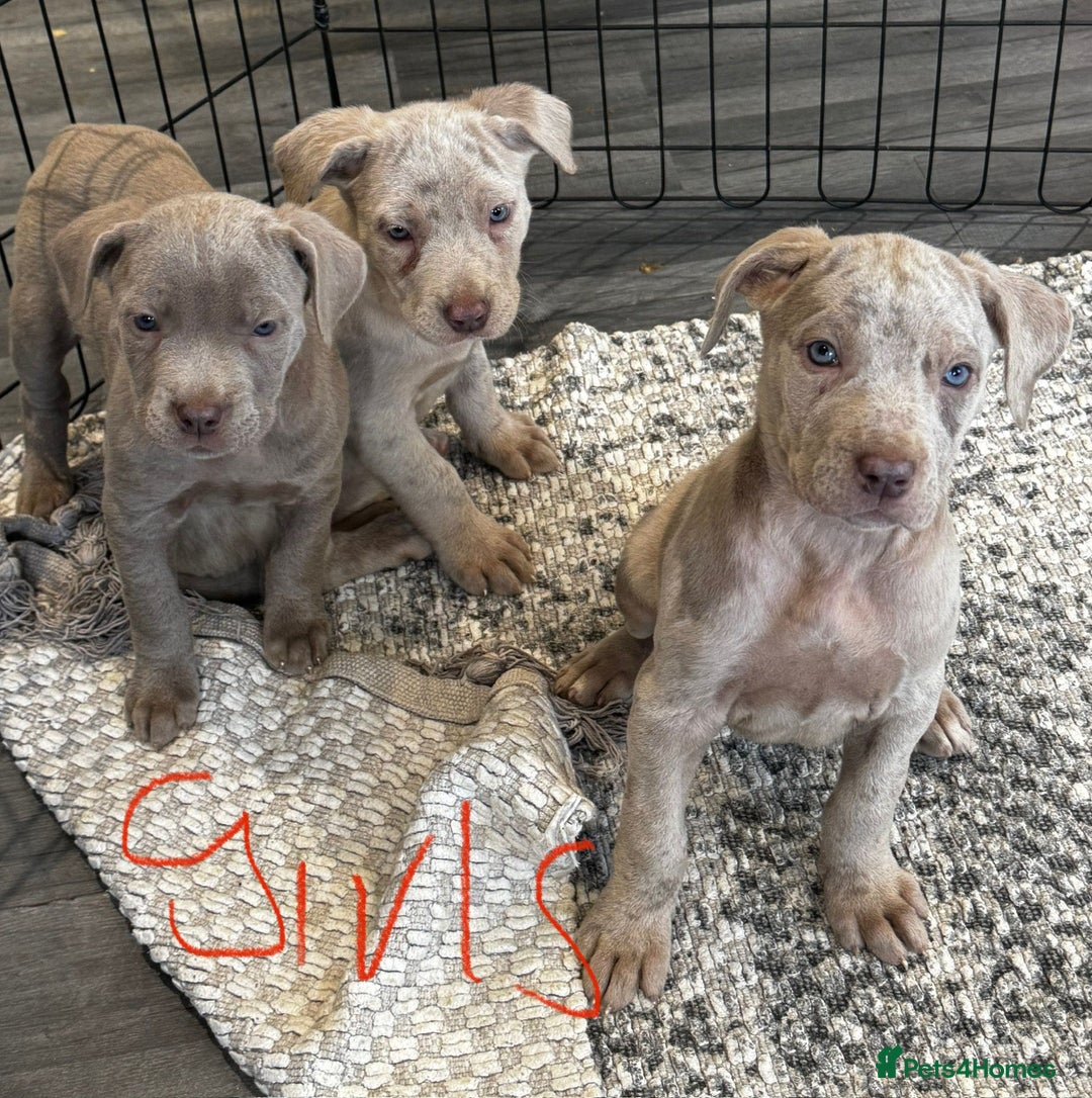 Cane Corso dogs for sale: Cane corso pups  - Image 10