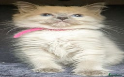 Ragdoll cats for sale:  FIFe Registered Ragdoll Kittens Champion Line - Image 17
