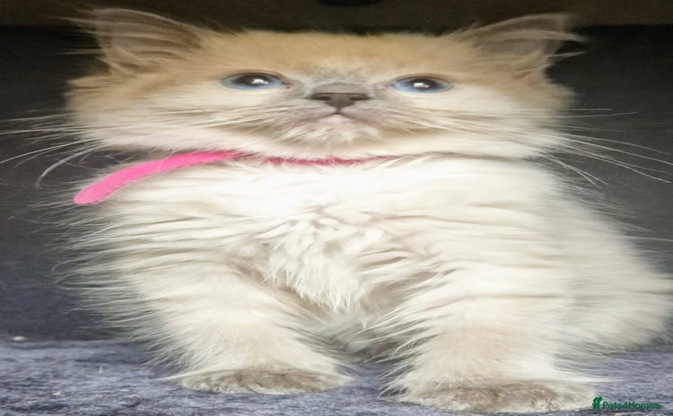 Ragdoll cats - Advert 8