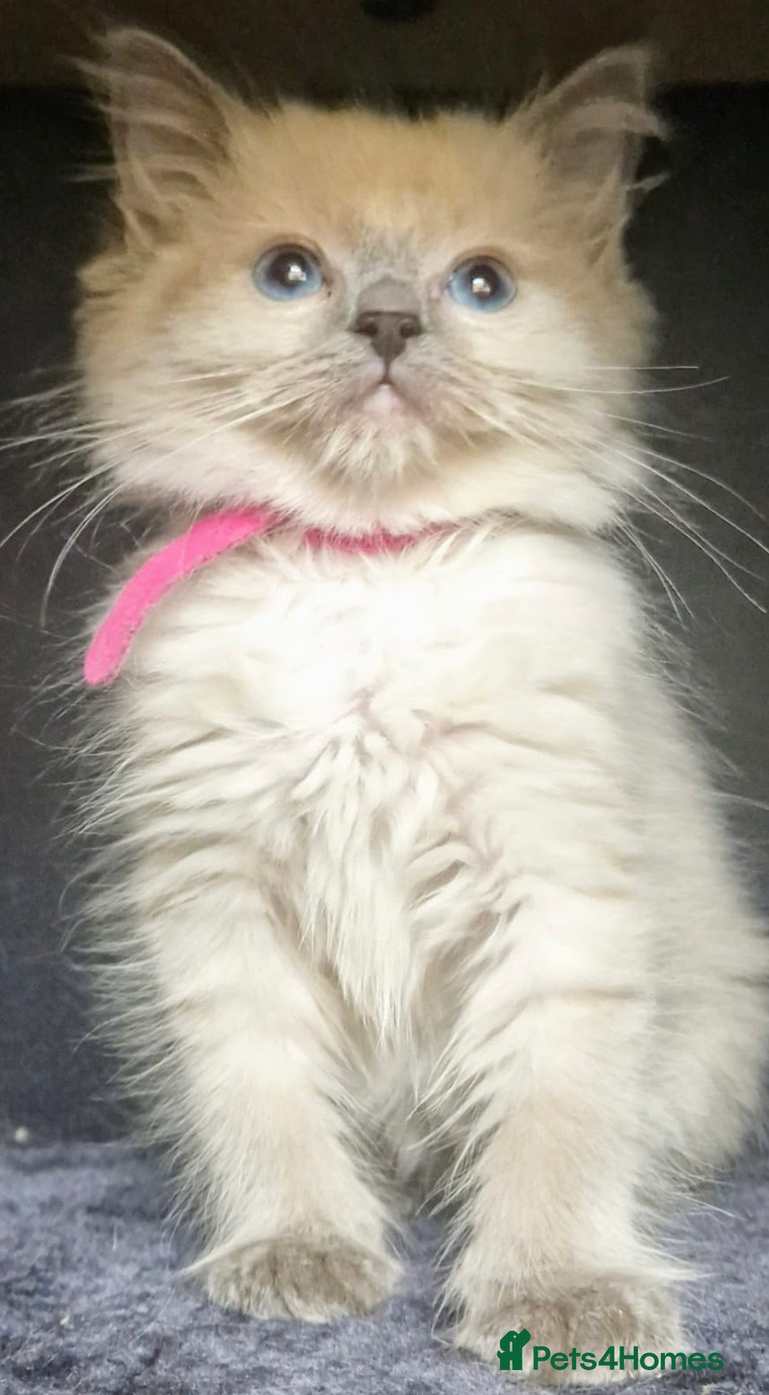 Ragdoll cats for sale:  FIFe Registered Ragdoll Kittens Champion Line - Image 17