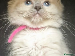Ragdoll cats - Advert 16