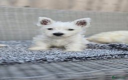West Highland Terrier dogs for sale: Beautiful boy westies  - Image 2