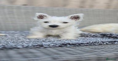 West Highland Terrier dogs - Advert 3