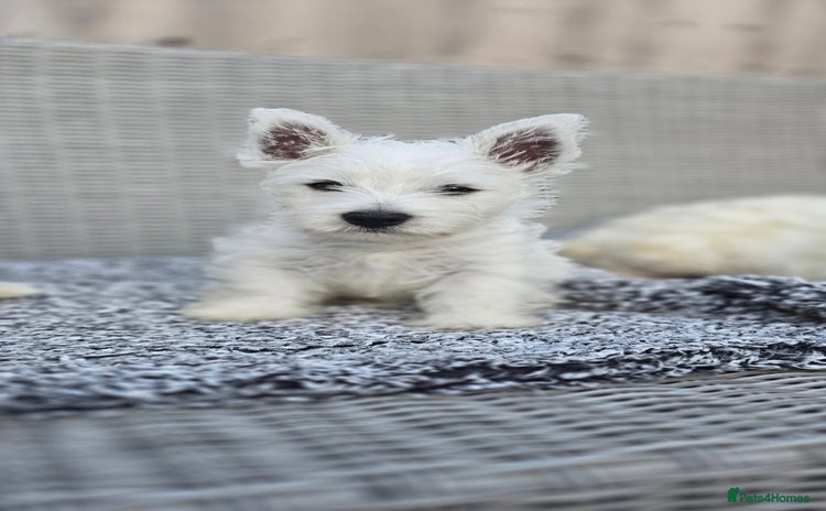 West Highland Terrier dogs - Advert 2