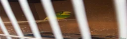 Budgerigars birds for sale: Adult budgie - Advert 2