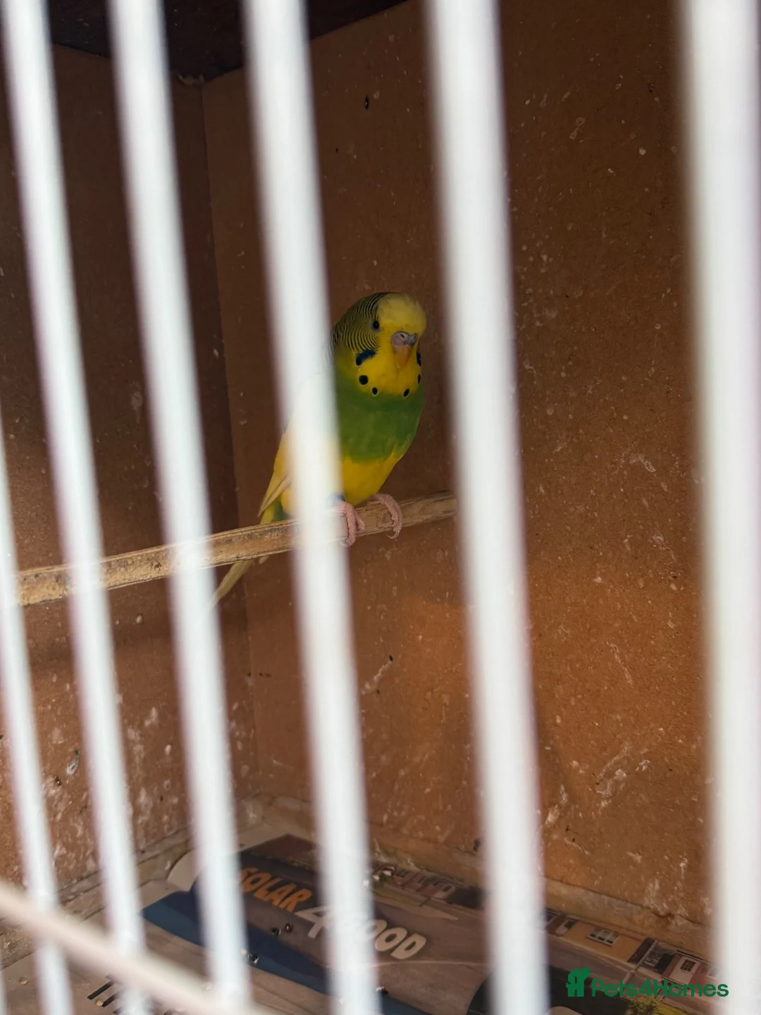 Budgerigars birds for sale: Adult budgie - Advert 2