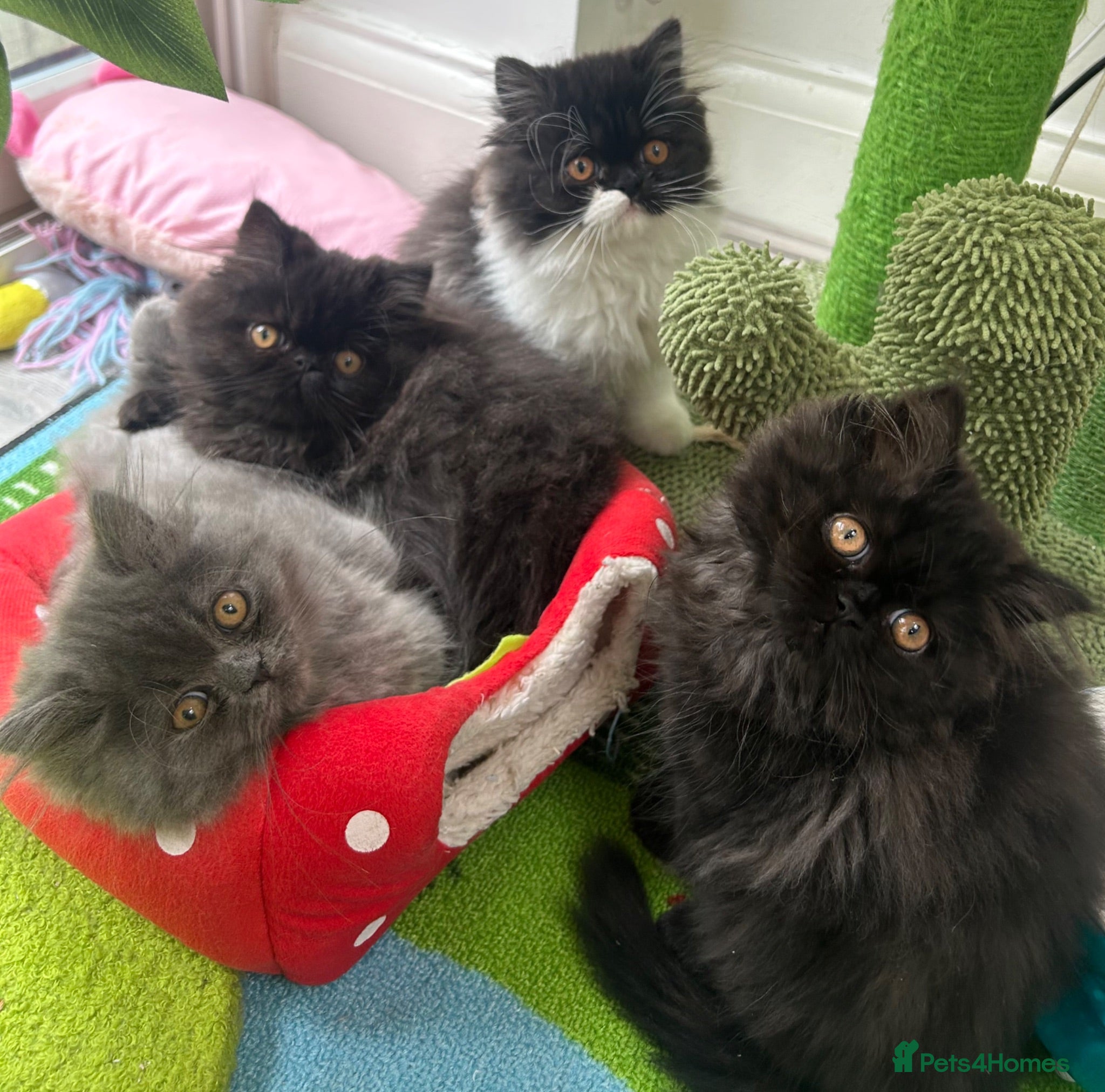 Persian cats Stunning Persian kitten for sale  - Advert 3