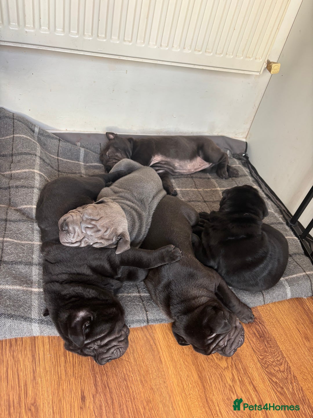 Shar Pei dogs for sale: Healthy Shar Pei puppies - Advert 3