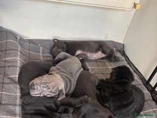 Shar Pei dogs Beautiful Shar peis - Advert 1