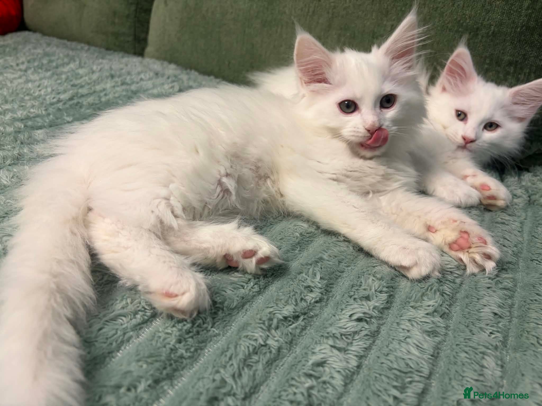 Maine Coon cats FEMALE MAINE COONS PURE WHITE READY TO LEAVE NOW - Advert 1