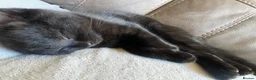 Mixed Breed cats for sale: 3 kittens and Mum Cat - Advert 3