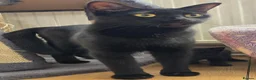 Mixed Breed cats for sale: Black male kitten - Advert 5