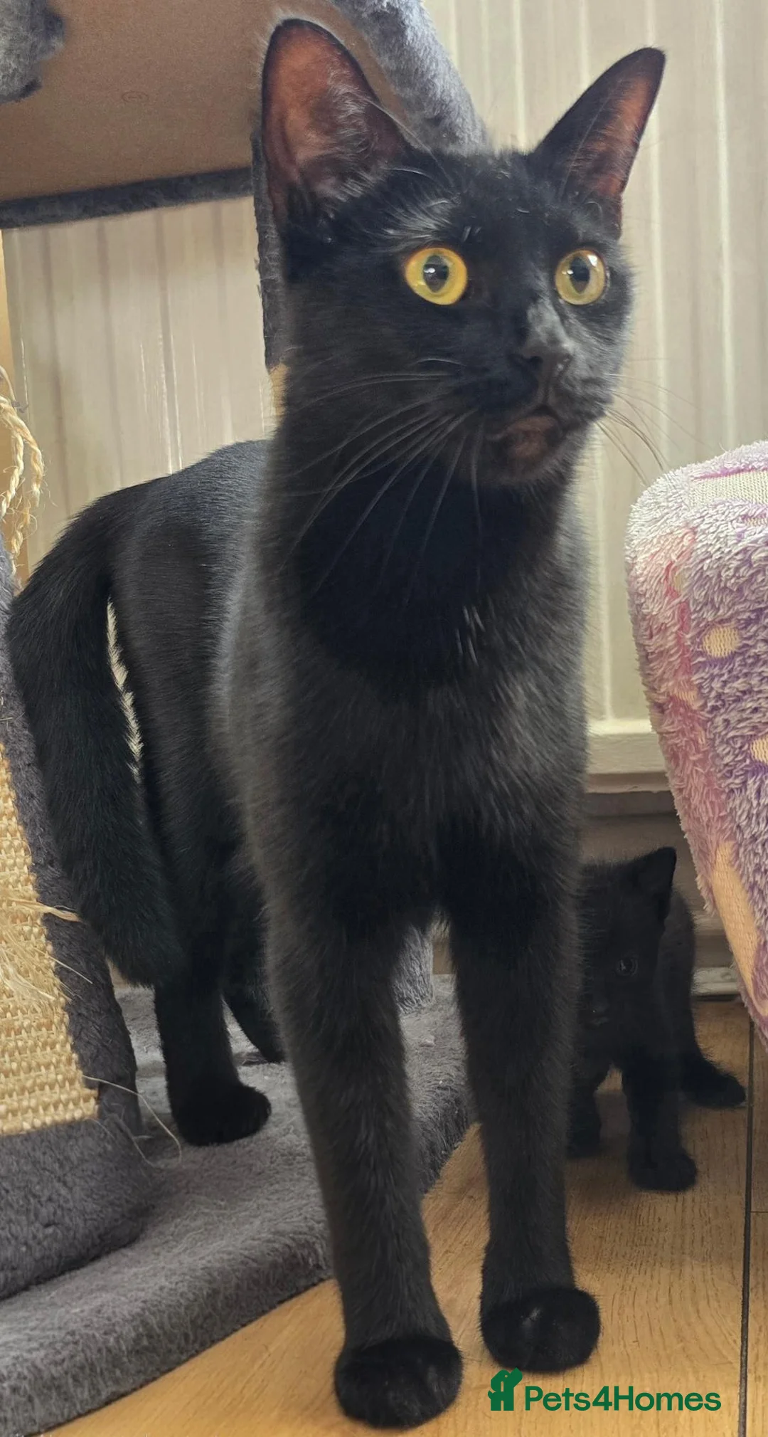 Mixed Breed cats for sale: Black male kitten - Advert 5