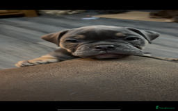 Olde English Bulldogge dogs for sale: Olde English Bulldogge Puppies - Image 16