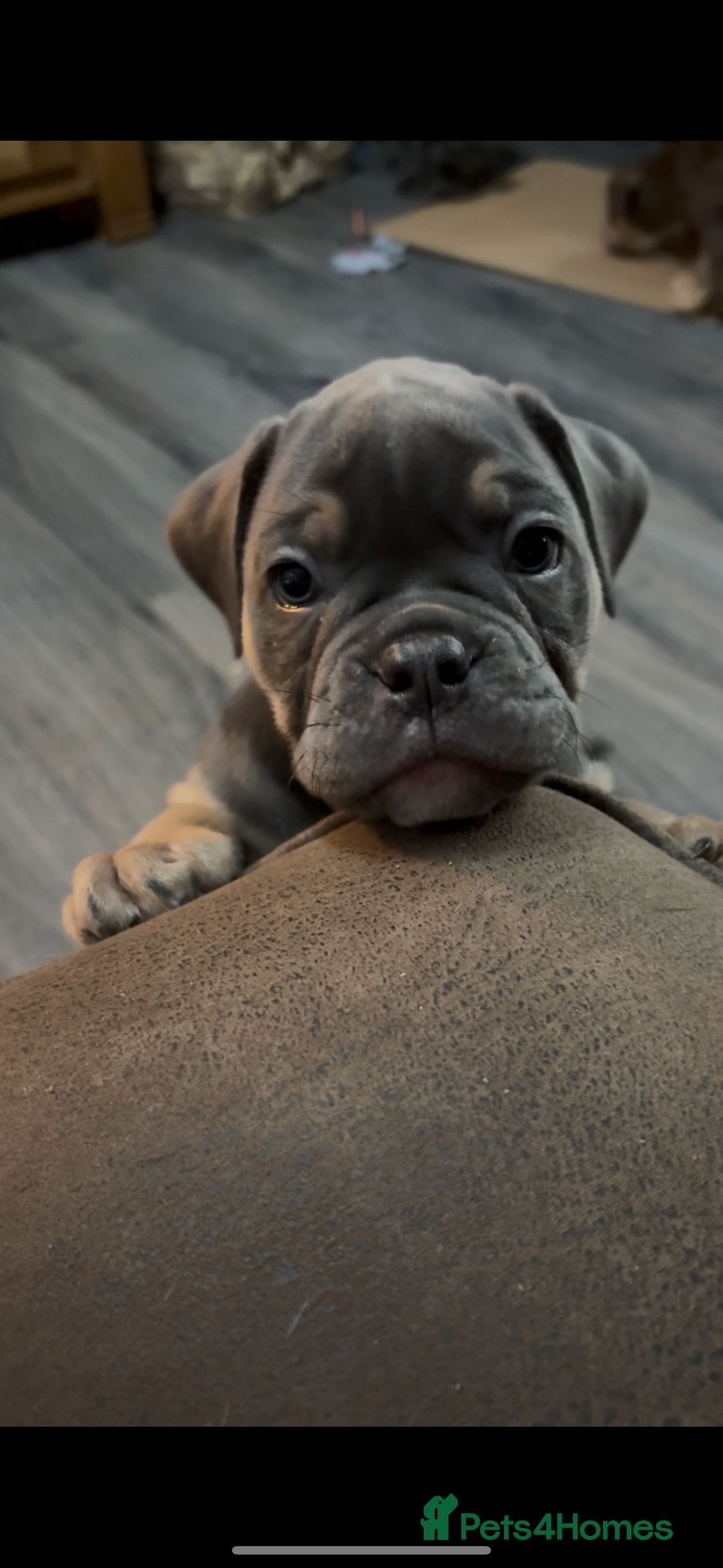 Olde English Bulldogge dogs for sale: Olde English Bulldogge Puppies - Image 16