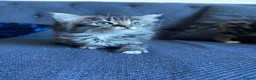 Mixed Breed cats for sale: Lovely mixed kittens  in Harrogate - Advert 8